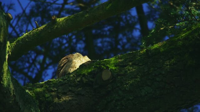 Wild common kestrel (Falco tinnunculus) resting on a moss-covered tree branch in woodland habitat. Natural behaviour of a British bird of prey perched quietly among forest branches and deep green foli