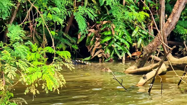 Intimate wildlife moment during Nilwala River safari in Matara