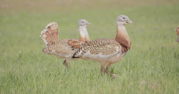 A drove of male great bustard, moving across the meadow during the spring breeding season, in La Mancha, Spain.