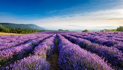 Vast Lavender Field Under A Clear Sky In Summer Showcases Colorful Blooms And Serene Landscape