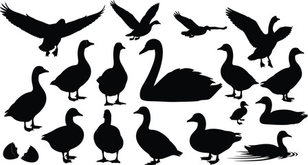Black silhouettes of ducks, geese, and swans in various poses, flying, swimming, and standing, isolated on a white background for nature. © Sirajul