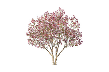 Fototapeta premium Tree isolated on white background