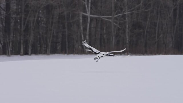 Endangered red crowned cranes taking flight in slow motion on the snow.