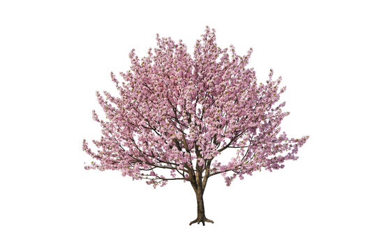 pink cherry tree, cherry tree isolated on white