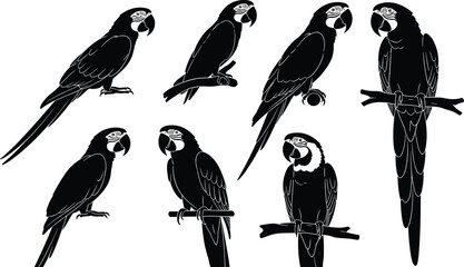 Blue and black macaw parrot silhouettes set, featuring tropical birds perched on branches, isolated vector illustrations for exotic nature designs, © Sirajul