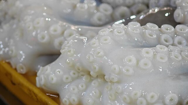 Raw octopus in the market.