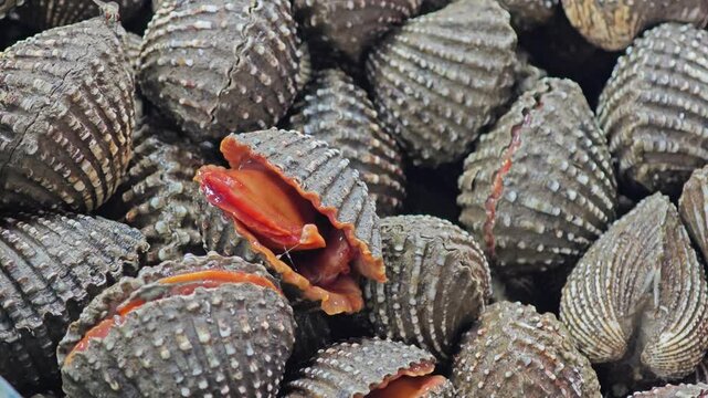 Fresh raw cockles in market.