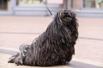 Black Komondor dog with long, corded fur stands on a city sidewalk, leash attached, showcasing its unique coat and stature in an urban environment © shymar27