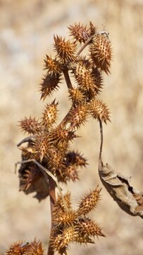 The dry fruit of Xanthium strumarium, commonly known as common cocklebur or Siberian cocklebur. 