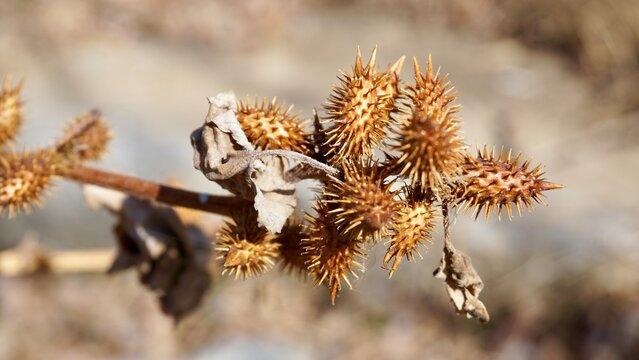 Dried Common Cocklebur Fruit Isolated on Natural Background