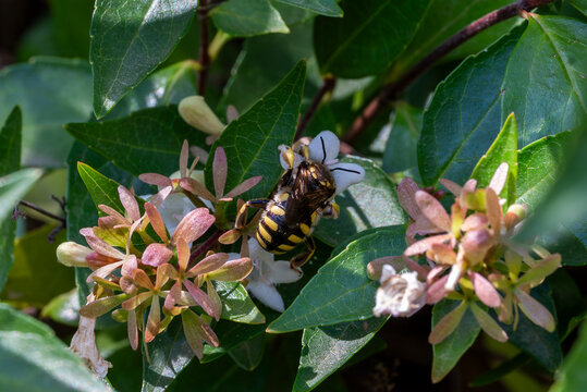 Anthidium florentinum bee feeding on Abelia flower nectar, showing pollination activity, yellow and black insect details, and green foliage in a garden environment