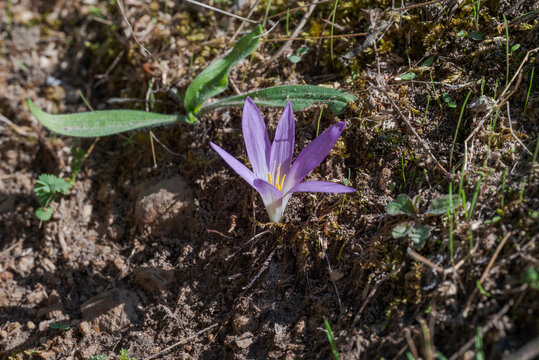 Close-up of Colchicum montanum, a wild Mediterranean autumn crocus. Photo taken in Parque natural Hoces del r&iacute;o Durat&oacute;n, Segovia, Spain