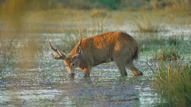 Wide Shot Of A Majestic Marsh Deer Foraging On Lush Aquatic Plants In Flooded Wetland Habitat, Large Cervid Gracefully Moving Through Swampy Terrain, Natural Wildlife Scene In Soft Daylight.