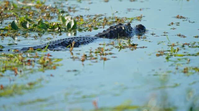Wide Shot Of A Yacare Caiman Gliding Gracefully Through Tranquil Wetland Waters, Surrounded By Dense Aquatic Plants, Powerful Reptile In Its Natural Freshwater Habitat, Serene Wildlife Scene.