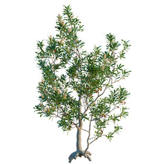 Banksia serrata tree, elevation, front view, cutout, transparent background, isolate, Mangrove tree with exposed roots, aerial view, perfect for nature and environment themes.