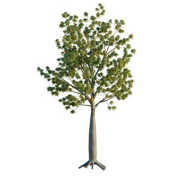 Ceiba speciosa tree, elevation, front view, cutout, transparent background, isolate, Baobab tree with visible roots, detailed 3d illustration, perfect for nature and science backgrounds