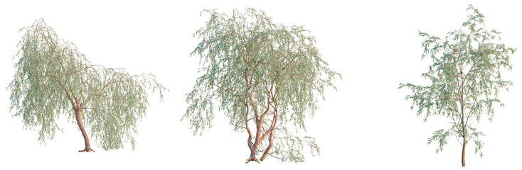 Eucalyptus caesia Silver Princess tree, elevation, front view, cutout, transparent background, isolate, Weeping willow tree on a hill, lush green foliage, scenic nature landscape, serene ambiance © DH Tree Stock