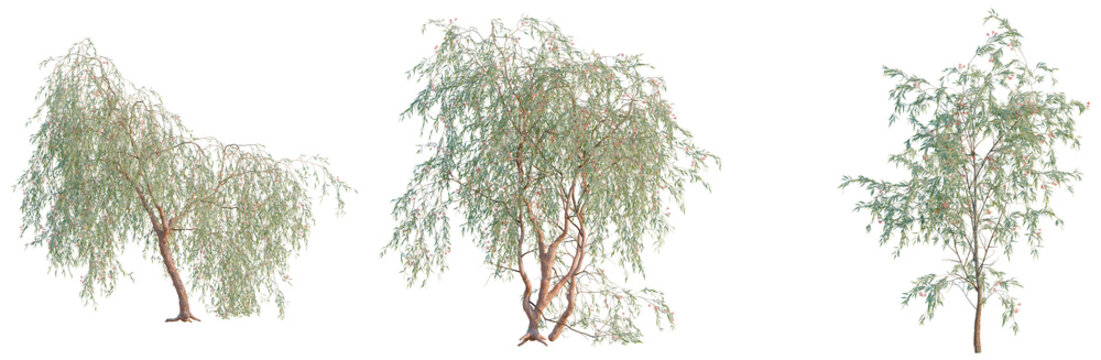 Eucalyptus caesia Silver Princess tree, elevation, front view, cutout, transparent background, isolate, Weeping willow tree on a hill, lush green foliage, scenic nature landscape, serene ambiance