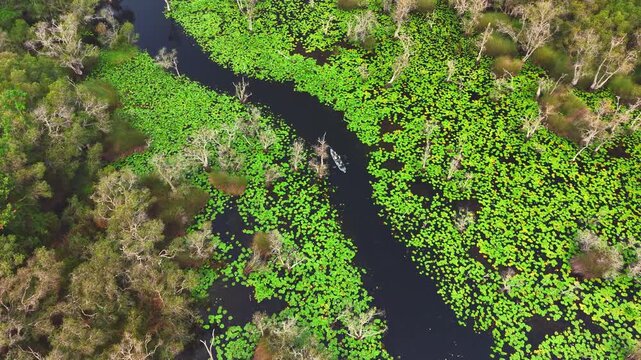 Overhead view of people kayaking along a dark river corridor framed by floating lily pads. Natural freshwater ecosystem showcasing travel and recreational water sports.
