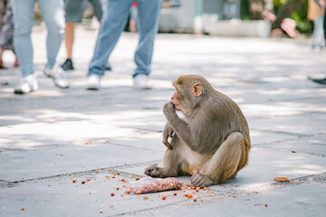 Asian wild macaque monkey sitting on a paved surface eating food from plastic bag, urban wildlife near temple's park in city in Vietnam, human-animal coexistence, nature adapting to people