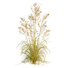 Themeda triandra tree, elevation, front view, cutout, transparent background, isolate, Delicate field of tall grass, swaying gently in the breeze, nature background