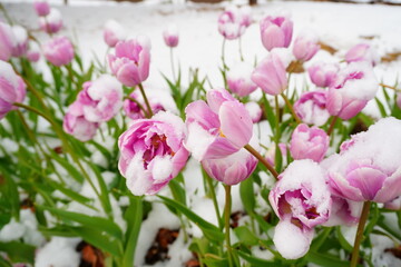 Obraz premium pink tulips in a garden with snow