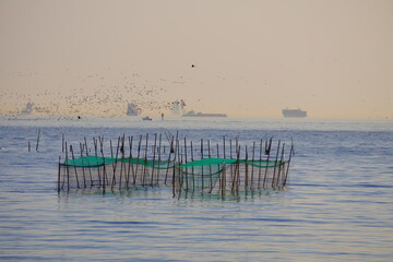 seagulls on the pier during evening
