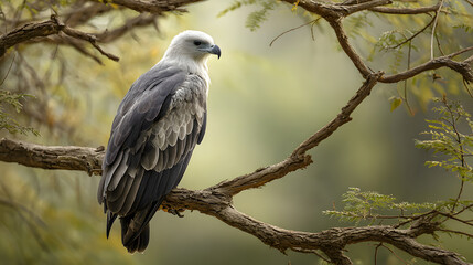 Hawk perched on tree branch