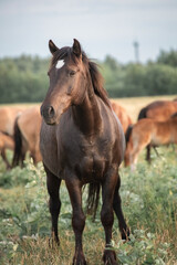 Obraz premium Five brown horses grazing in a green field under a dramatic sky filled with dark clouds and a flock of birds flying in the distance