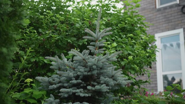 Evergreen spruce by cottage window, dense foliage and boxwood framing weathered shingle facade, frontyard planter with seasonal blooms, cozy suburban charm with textured siding and soft daylight