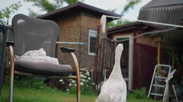 White goose in yard near chair, wandering past wicker seat and shed, human in red coat appears guiding with stick, overcast sky, intimate farmstead mood, gentle clucks and soft grass underfoot