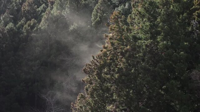 風にあおられ大量に飛散するスギ花粉