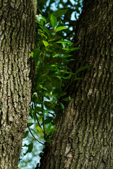 Obraz premium Close-up of vibrant green leaves growing between two thick tree trunks. Concept of new life, growth, and natural resilience in a forest.