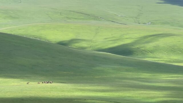 A small herd of animals roams freely across the rolling hills of the Nalati Grassland in Xinyuan County, Xinjiang.