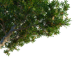 Banksia serrata tree, corner view, cutout, isolate, transparent background, Detailed close-up of a eucalyptus tree branch with lush green leaves and vibrant texture.