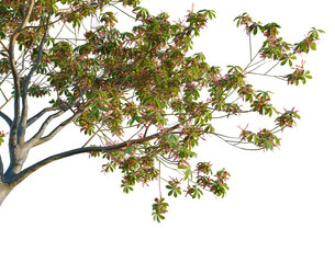 Ceiba speciosa tree, corner view, cutout, isolate, transparent background, Blooming pink...