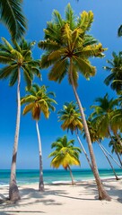 palm tree on the beach