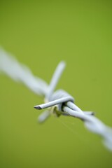 Obraz premium Close-up of Barbed Wire Strand Against Soft Green Background, Security and Boundary Concept