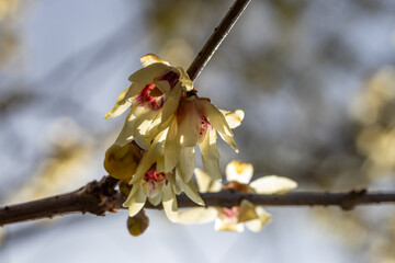 蝋梅の花