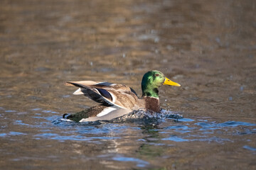 Fototapeta premium Female mallard duck standing on one leg in a calm pond, surrounded by rippling water and soft reflections of greenery in the background