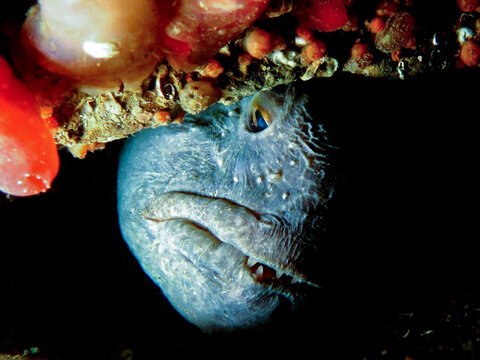 Atlantic wolf fish from Norway