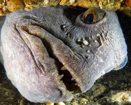 Atlantic wolf fish from Norway