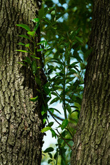 Obraz premium Close-up of vibrant green leaves growing between two thick tree trunks. Concept of new life, growth, and natural resilience in a forest.