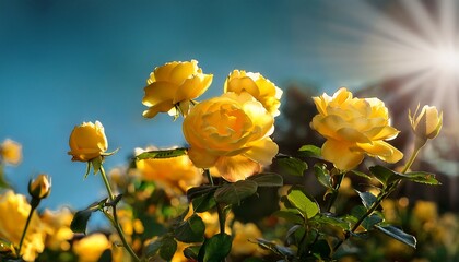 Vibrant Yellow Roses Thrive Under The Warm Sun Creating A Picturesque Display Of Nature S Beauty
