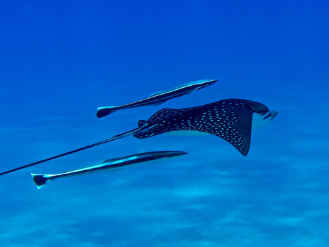 Eagle ray accompanied by remoras in the Red Sea
