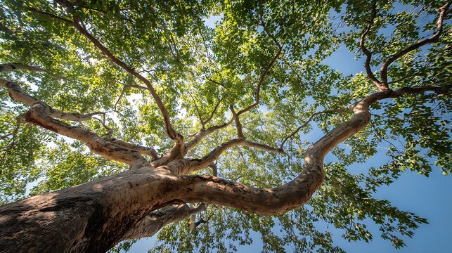 Looking upward reveals the sprawling canopy of an old tree against the bright.