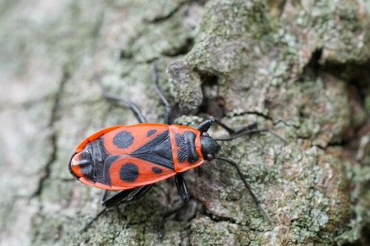 Closeup on a vibrant red firebug, Pyrrhocoris apterus basking on the trunk of a linden tree