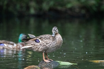 Female mallard duck standing on one leg in a calm pond, surrounded by rippling water and soft reflections of greenery in the background