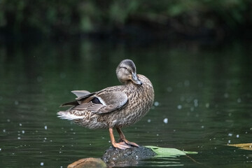 Female mallard duck standing on one leg in a calm pond, surrounded by rippling water and soft reflections of greenery in the background
