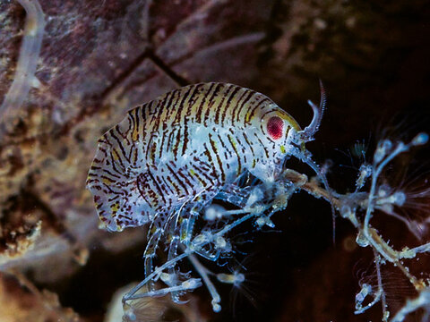 Amphipods from the cold Oslo fjord